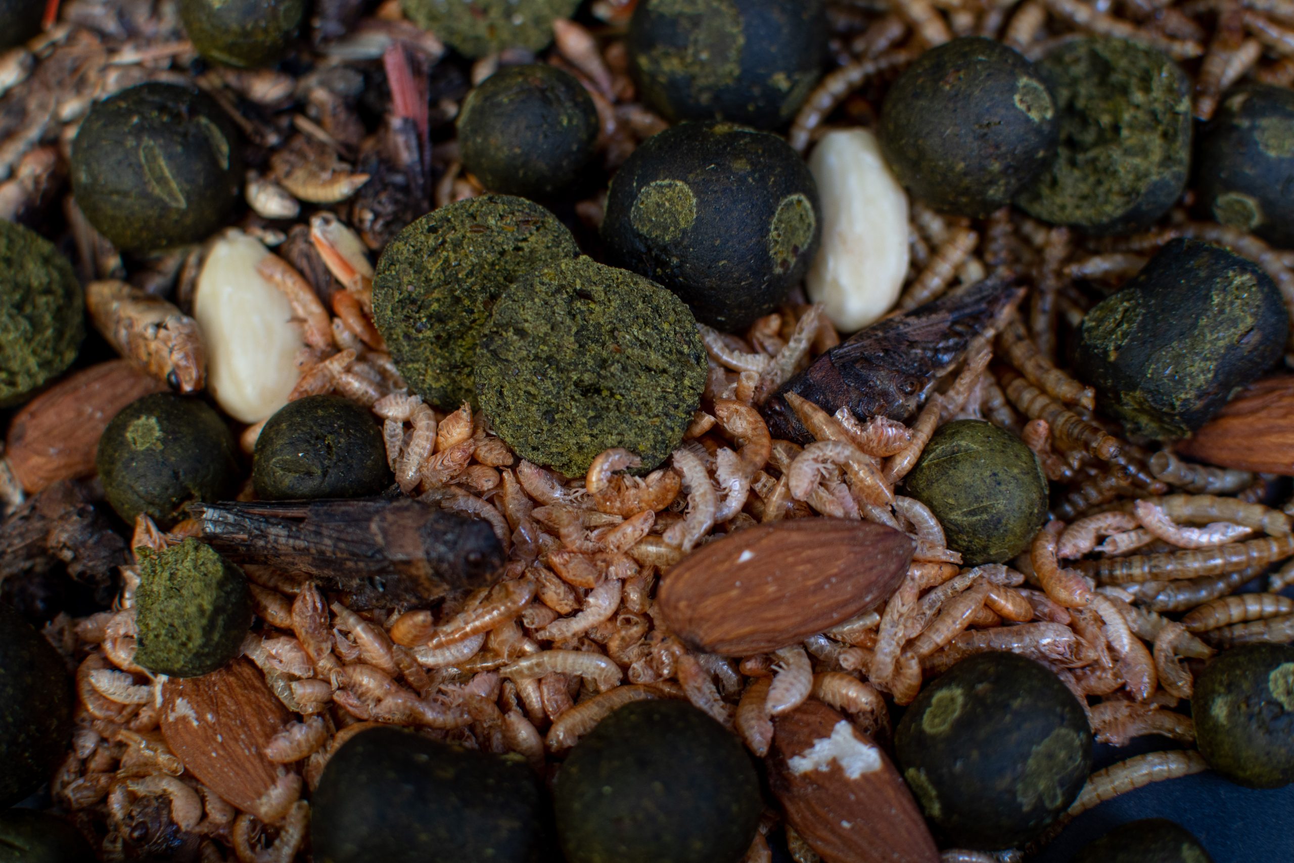 Freezers | Green Fly - Afbeelding 2